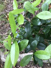 Elaeodendron croceum