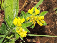 Leobordea corymbosa