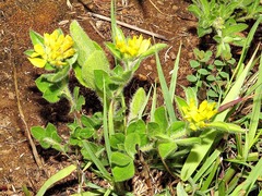 Leobordea corymbosa