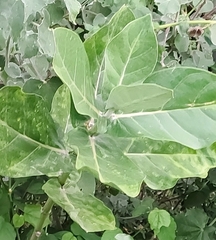 Calotropis gigantea