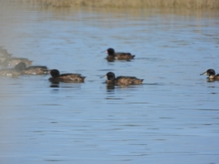 Heteronetta atricapilla