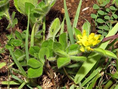 Leobordea corymbosa