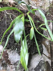 Elaphoglossum