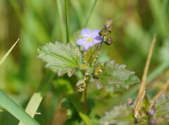 Veronica plebeia