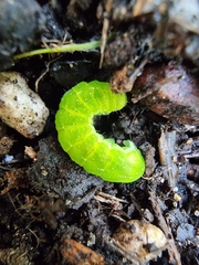 Phlogophora meticulosa