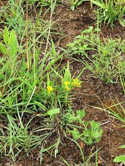 Leobordea corymbosa