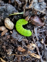 Phlogophora meticulosa