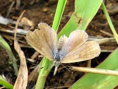 Zizeeria knysna knysna