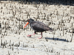 Haematopus fuliginosus