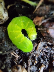 Phlogophora meticulosa