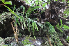 Phlegmariurus fordii