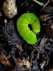 Phlogophora meticulosa