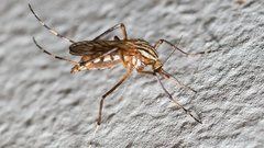 Aedes vittiger