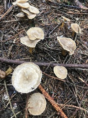 Craterellus