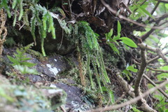 Phlegmariurus fordii