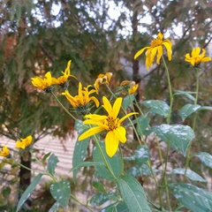 Helianthus tuberosus