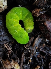 Phlogophora meticulosa