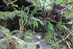 Phlegmariurus fordii