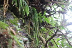 Phlegmariurus fordii