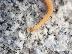 Haplophilus subterraneus