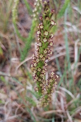 Microdon dubius