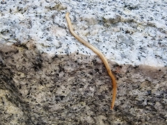 Haplophilus subterraneus