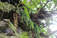 Phlegmariurus fordii