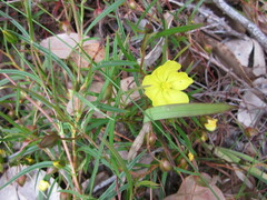 Hibbertia cunninghamii