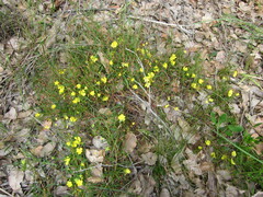 Hibbertia cunninghamii