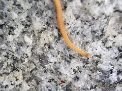 Haplophilus subterraneus