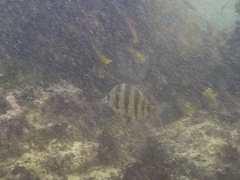 Diplodus hottentotus