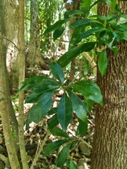 Planchonella chartacea