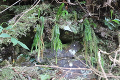 Phlegmariurus fordii