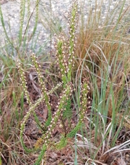 Microdon dubius