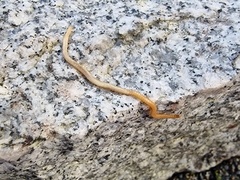 Haplophilus subterraneus