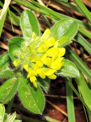 Leobordea corymbosa