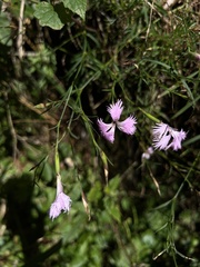 Dianthus pygmaeus