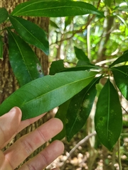 Planchonella chartacea