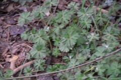 Geranium dissectum