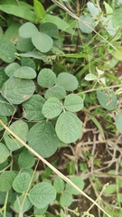 Desmodium rhytidophyllum