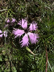 Dianthus pygmaeus