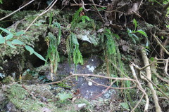 Phlegmariurus fordii