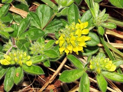 Leobordea corymbosa
