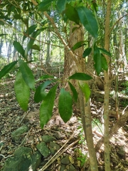 Planchonella chartacea