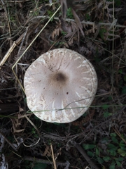 Macrolepiota konradii