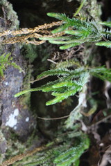 Phlegmariurus fordii