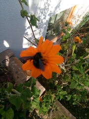 Xylocopa violacea