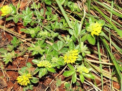 Leobordea corymbosa