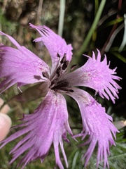 Dianthus pygmaeus