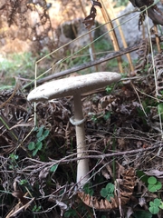 Macrolepiota konradii